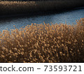 The reeds are swaying in the wind at the riverside 73593721