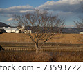 Tree with fallen leaves in midwinter 73593722
