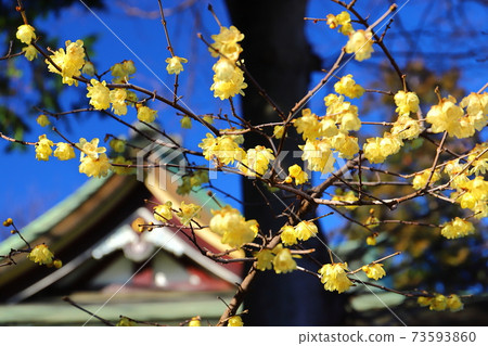 Flowers in the precincts of Kawagoe Hachimangu, Japanese allspice and main hall 73593860