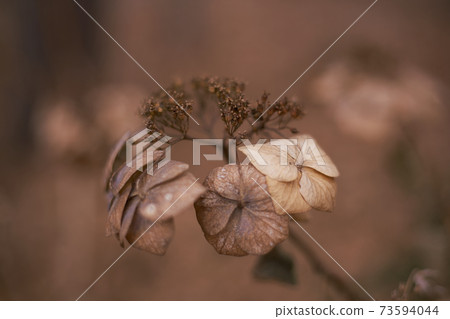 枯萎的繡球花 73594044