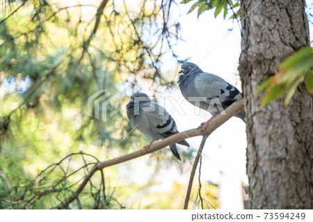 樹木，池塘和鴿子 73594249