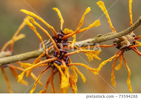Hamamelis x Intermedia 'Aphrodite' (Witch Hazel) Hamamelis x Intermedia 'Aphrodite' (Witch Hazel) 73594288
