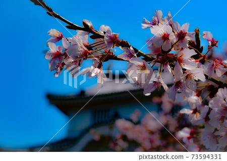 在古栗城堡的背景下盛開的櫻花 73594331