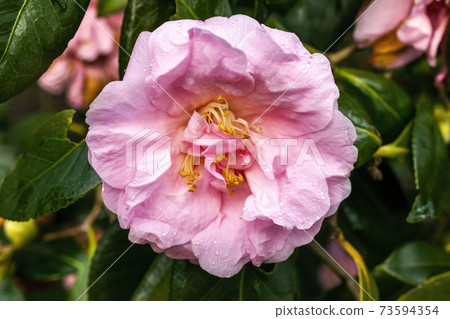Camellia x Williamsii 'Exaltation' Camellia x Williamsii 'Exaltation' 73594354