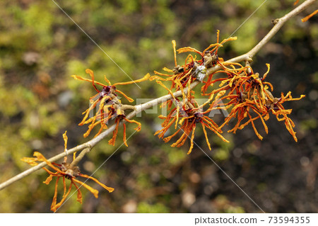 HAMAMELIS intermedia 'Aphrodite' - Aphrodite Witchhazel