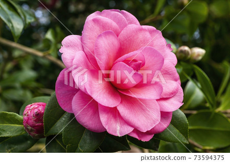 Camellia x Williamsii 'Water Lily' Camellia x Williamsii 'Water Lily' 73594375