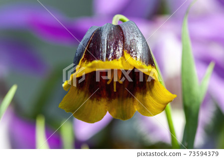 Fritillaria Michailovskyi 73594379