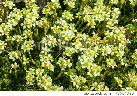 Saxifraga apiculata 73594380