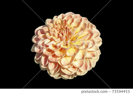 Dahlia 'Texas Moon' a pink summer autumn pompom flower tuber plant cut out and isolated on a black background 73594453