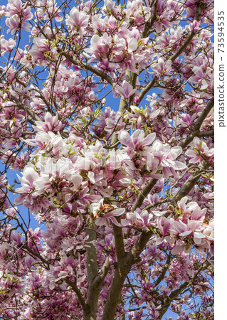 Pink magnolia blossom Pink magnolia blossom 73594535
