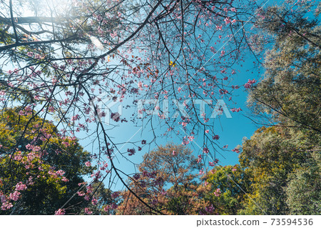 Cherry Blossoms, flowers of a cherry pink blossom tree Cherry Blossoms, flowers of a cherry pink blossom tree 73594536