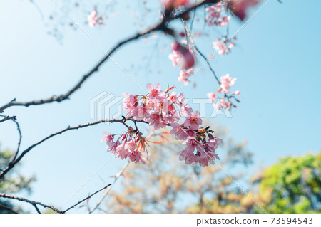 Cherry Blossoms, flowers of a cherry pink blossom tree Cherry Blossoms, flowers of a cherry pink blossom tree 73594543