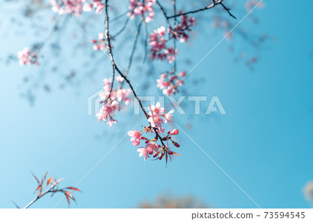 Cherry Blossoms, flowers of a cherry pink blossom tree Cherry Blossoms, flowers of a cherry pink blossom tree 73594545