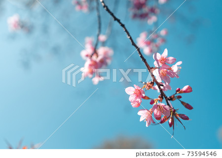 Cherry Blossoms, flowers of a cherry pink blossom tree Cherry Blossoms, flowers of a cherry pink blossom tree 73594546