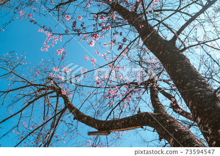 Cherry Blossoms, flowers of a cherry pink blossom tree Cherry Blossoms, flowers of a cherry pink blossom tree 73594547