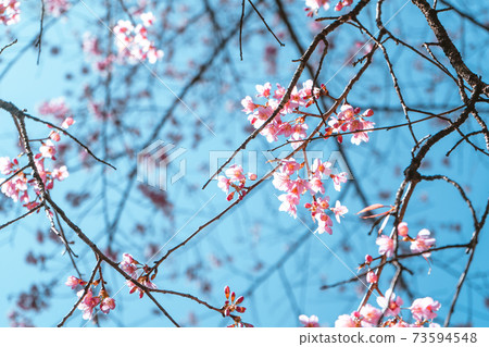 Cherry Blossoms, flowers of a cherry pink blossom tree Cherry Blossoms, flowers of a cherry pink blossom tree 73594548