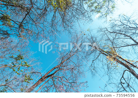 Cherry Blossoms, flowers of a cherry pink blossom tree Cherry Blossoms, flowers of a cherry pink blossom tree 73594556