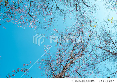 Cherry Blossoms, flowers of a cherry pink blossom tree Cherry Blossoms, flowers of a cherry pink blossom tree 73594557