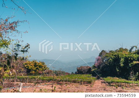 Cherry Blossoms, flowers of a cherry pink blossom tree Cherry Blossoms, flowers of a cherry pink blossom tree 73594559