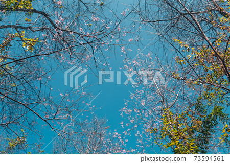 Cherry Blossoms, flowers of a cherry pink blossom tree Cherry Blossoms, flowers of a cherry pink blossom tree 73594561
