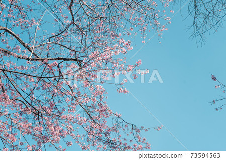 Cherry Blossoms, flowers of a cherry pink blossom tree Cherry Blossoms, flowers of a cherry pink blossom tree 73594563