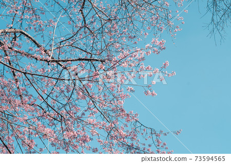 Cherry Blossoms, flowers of a cherry pink blossom tree 73594565