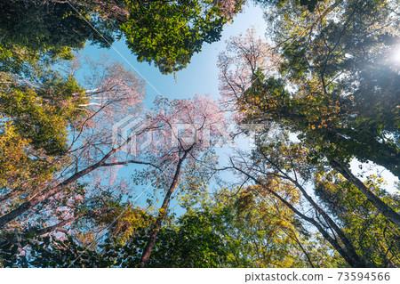 Cherry Blossoms, flowers of a cherry pink blossom tree Cherry Blossoms, flowers of a cherry pink blossom tree 73594566