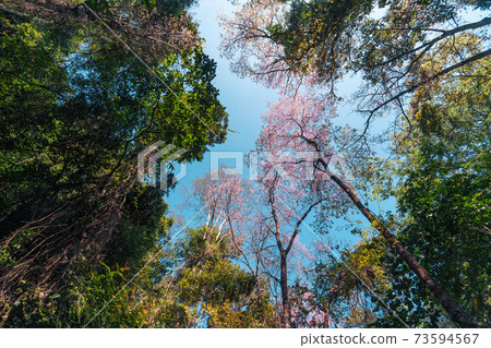 Cherry Blossoms, flowers of a cherry pink blossom tree Cherry Blossoms, flowers of a cherry pink blossom tree 73594567