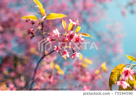 Cherry Blossoms, flowers of a cherry pink blossom tree 73594590