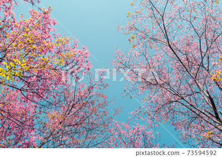 Cherry Blossoms, flowers of a cherry pink blossom tree 73594592