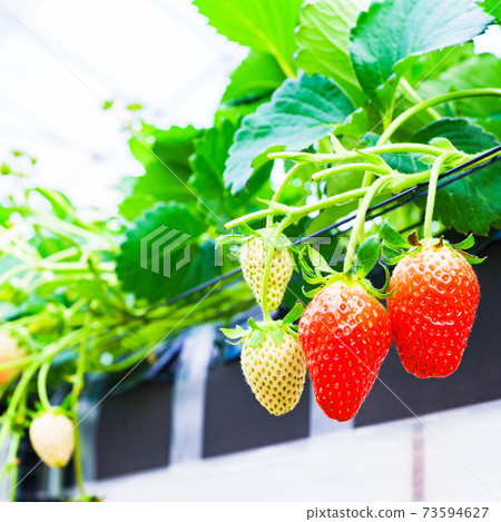 草莓採摘農舍[春天形象] 73594627