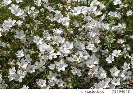 Linum suffruticosum subsp salsoloides 73594648