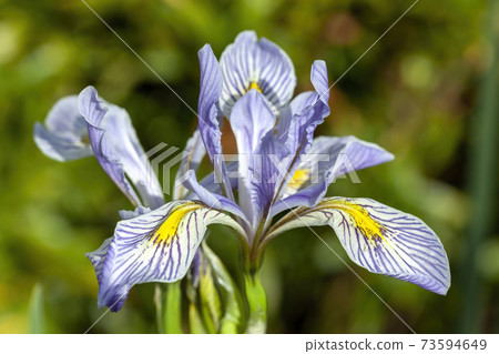 Iris missouriensis 73594649