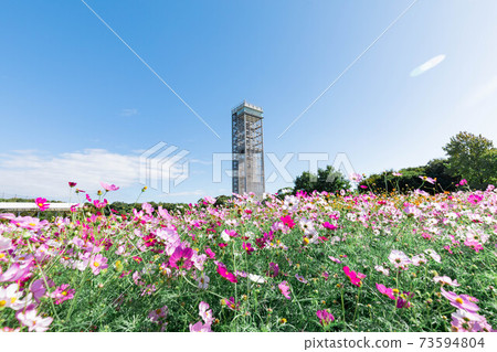 Hamamatsu City Hamanako Garden Park Cosmos Field 73594804