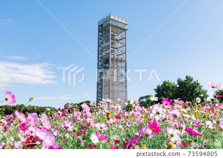 Hamamatsu City Hamanako Garden Park Cosmos Field Hamamatsu City Hamanako Garden Park Cosmos Field 73594805