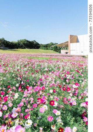 Hamamatsu City Hamanako Garden Park Cosmos Field Hamamatsu City Hamanako Garden Park Cosmos Field 73594806