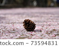 Pine cones standing on a cherry blossom carpet 73594831