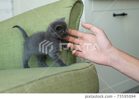 gray cat on a green armchair. Kitten on the furniture. animals in the house. gray cat on a green armchair. Kitten on the furniture. animals in the house. 73595094