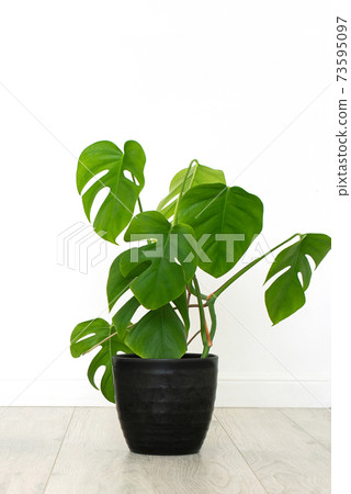 monstera house plant in white interior. vertical., 73595097