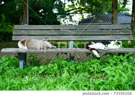 Cat taking a nap on a park bench Cat taking a nap on a park bench 73595208