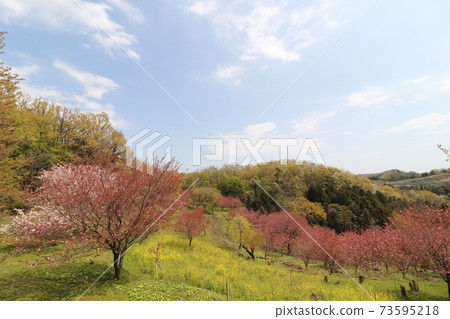 Double cherry blossoms in Hadano Takayama Double cherry blossoms in Hadano Takayama 73595218