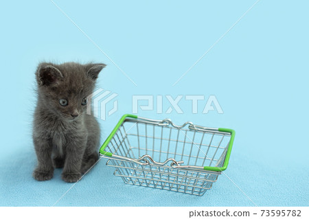 Gray kitten with a shopping basket. shopping for animals. Pet shop, pet Market. 73595782
