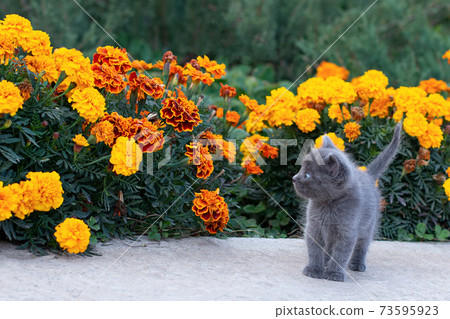 Little gray kitten of one month old in the garden. Cat and green grass and flowers marigold. 73595923