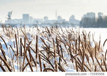 Reeds on the lake in severe frost in winter. 73595956
