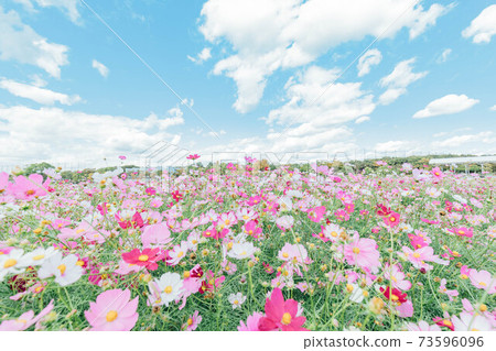 Hamamatsu City Hamanako Garden Park Cosmos Field Hamamatsu City Hamanako Garden Park Cosmos Field 73596096