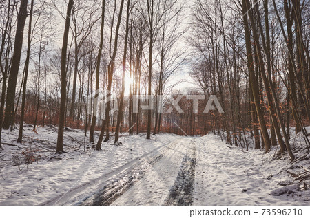 Road in beech forest during snowy winter at sunset. Road in beech forest during snowy winter at sunset. 73596210