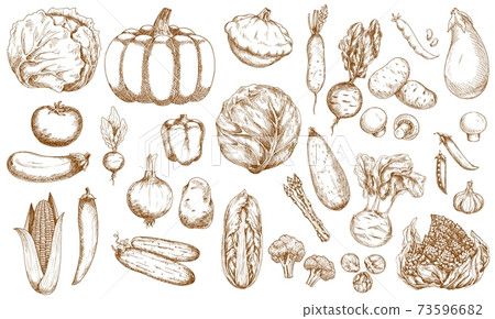 Farm vegetable, greenery and veggies sketches set Farm vegetable, greenery and veggies sketches set 73596682