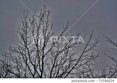 Winter Tree 73596824