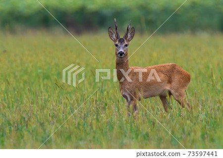 Roe deer buck watching on pasture in summer with copy space Roe deer buck watching on pasture in summer with copy space 73597441