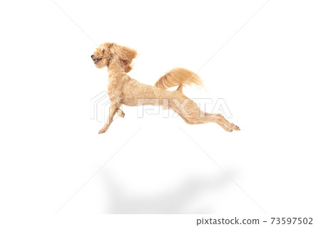 Beautiful dog posing isolated over white background. Copyspace for ad. Beautiful dog posing isolated over white background. Copyspace for ad. 73597502